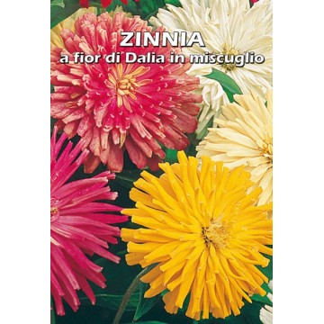 Zinnia avec fleur de Dahlia...