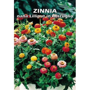 Zinnia Nana Lilliput en...