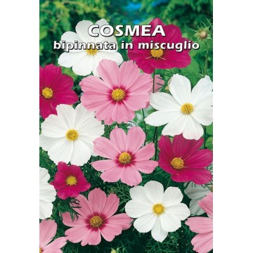 Cosmos Cosmea Bifinnata in...