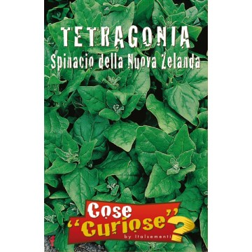 Tetragonia New Zealand Spinach