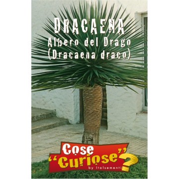 Dracaena