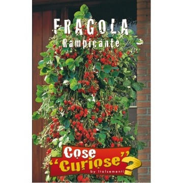 Fragola Rampicante