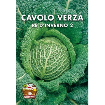 Savoy Cabbage Winterkoning 2