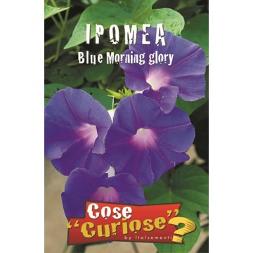 Ipomea Blaue Prunkwinde