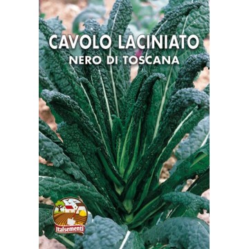 Black Tuscan Laciniato Cabbage