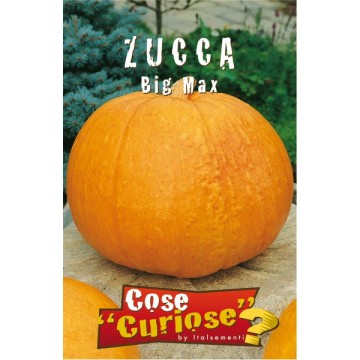 Zucca Big Max