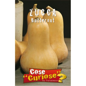 Courge musquée