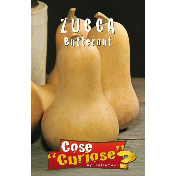Zucca Butternut Zucca Butternut
