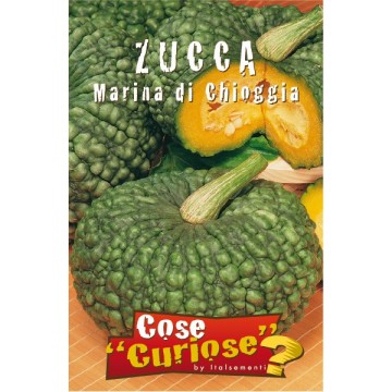 Zucca Marina di Chioggia