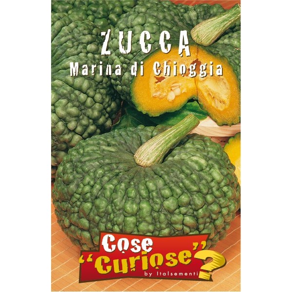 Citrouille de mer de Chioggia Citrouille de mer de Chioggia