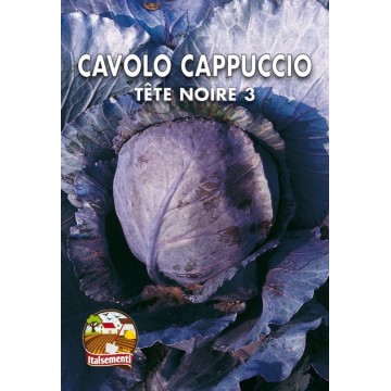 Cavolo Cappuccio Tete Noire 3