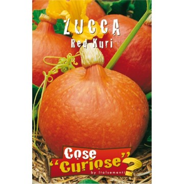 Zucca Red Kuri