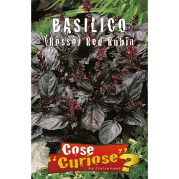 Basilic rouge