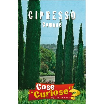 Cipresso