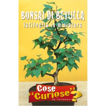 Bonsai di Betulla