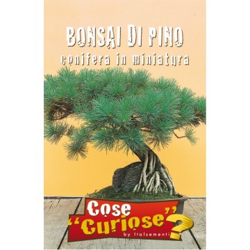 Bonsai di Pino