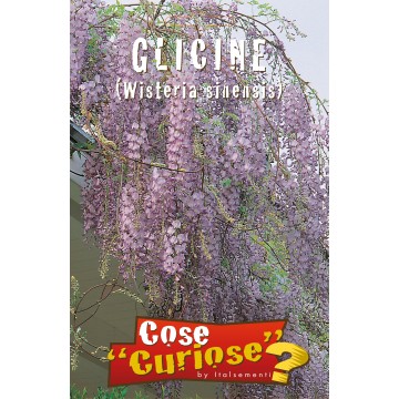 Glycine