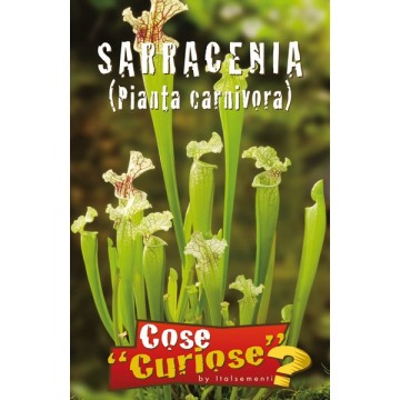 Fleischfressende Pflanze Sarracenia