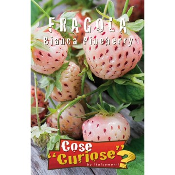 Fraise blanche Pineberry