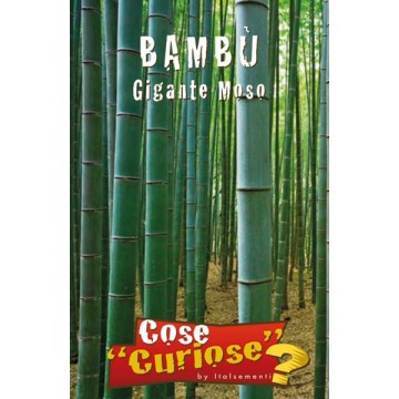 Bambù Gigante Moso