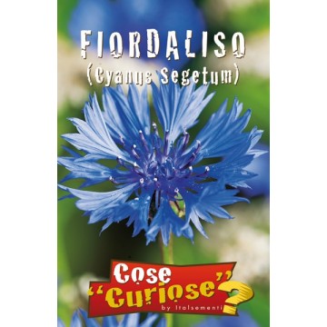 Fiordaliso Blu