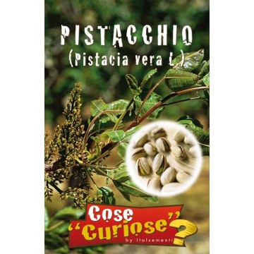 Pistache