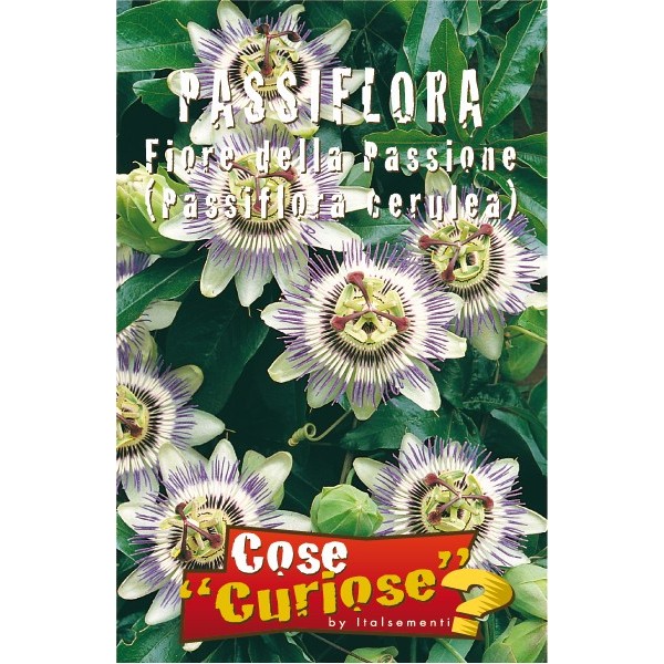 Passionflower Passionflower
