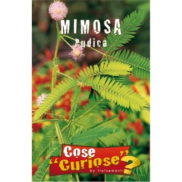 Mimosa Pudica-Cose Curiose-ITALSEMENTI s.n.c.