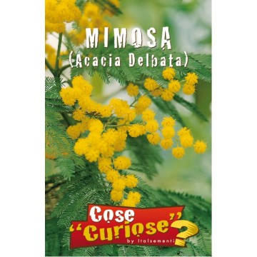 Mimosa