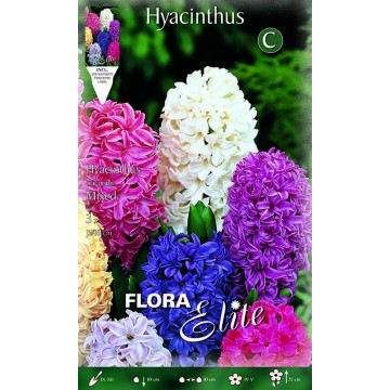 Mixed Hyacinths