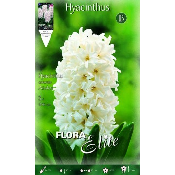 Hyacinth Aiolos