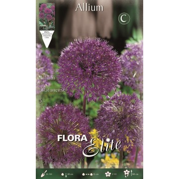 Allium Aflatunense