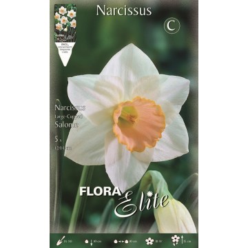 Narcissus Large-cupped Salome