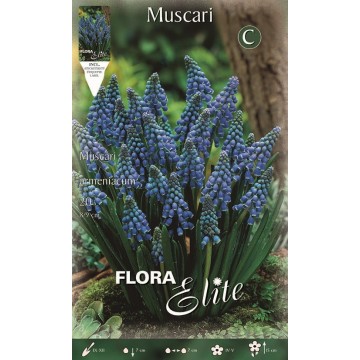 Muscari Armeniacum