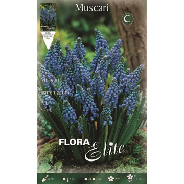 Muscari Armeniacum