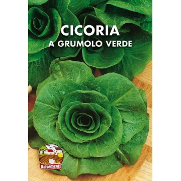 Chicory Green Grumolo