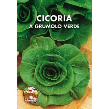 Grumolo Verde Chicory