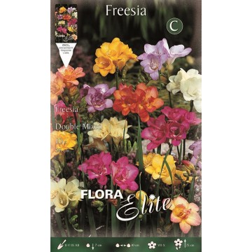 Mixed Double Freesia