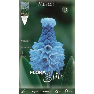 Muscari Azureum