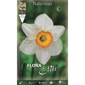 Narzissen-Platte mit großschöpfiger Blume