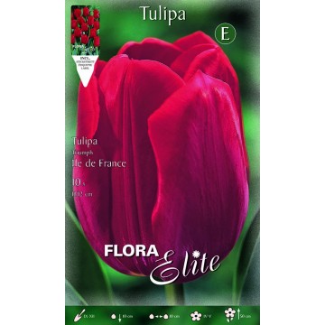 Tulip Triumph Ile de France