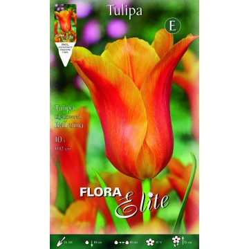 Tulip Lily-Flowered Ballerina
