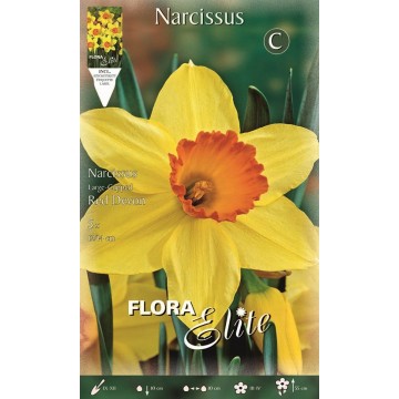 Narcissus Large-cupped Red Devon