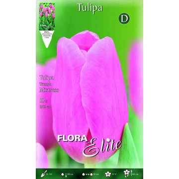 Tulip Triumph Mistress