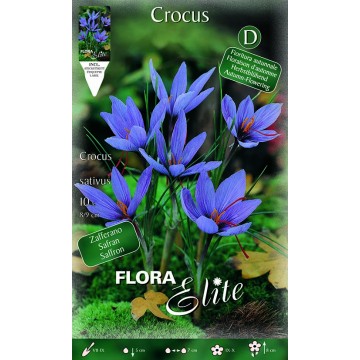 Crocus Sativus ZAFFERANO-Crocus-ITALSEMENTI s.n.c.