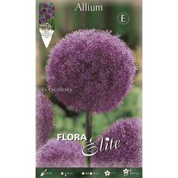 Allium Son Excellence