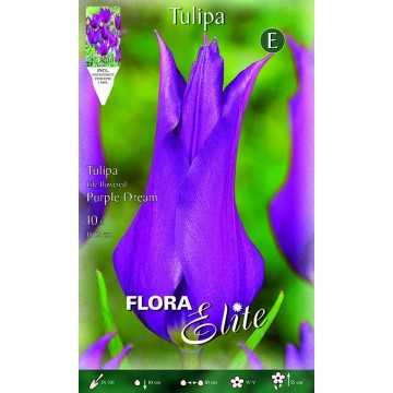 Tulip Lily-Flowered Purple Dream