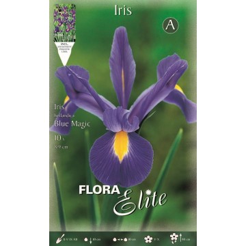 Iris Magie Bleue Hollandaise
