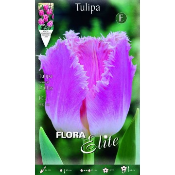 Tulip Fringed Dallas