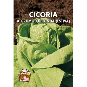 Cicoria Grumolo Biondo Estiva